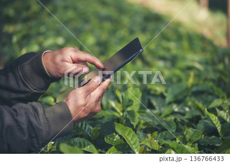 Smart farmer holding smartphone in eco green farm sustainable quality control. Close up Hand control planting tree. Farmer hands cultivated fresh garden in eco biotechnology. Farmland technology Smart farmer holding smartphone in eco green farm sustainable quality control. Close up Hand control planting tree. Farmer hands cultivated fresh garden in eco biotechnology. Farmland technology 136766433