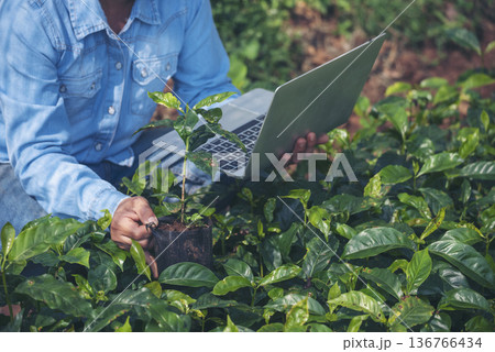 Smart farmer using laptop in eco green farm sustainable quality control. Close up Hand typing laptop computer quality control plant tree. Farmer hands using technology in eco Farmland biotechnology 136766434