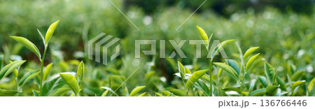 Banner Green tea tree leaves camellia sinensis organic farm sunlight. Panorama Fresh young tender bud herbal farm in morning. Banner Sunlight Green tea tree plant. Wide Green Tea Tree with copy space 136766446