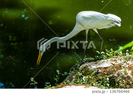 Great egret, Ardea alba at Praca Batista Campos in the city of Belem, in the state of Para, Brazil. Great egret, Ardea alba at Praca Batista Campos in the city of Belem, in the state of Para, Brazil. 136766466