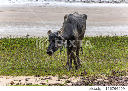 Water Buffalos at a rural property called Fazenda at Soure in Marajo Island, Brazil. Water Buffalos at a rural property called Fazenda at Soure in Marajo Island, Brazil. 136766499