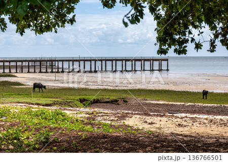 Praia do Foguinho beach at Soure, Marajo in Para, Brazil. Beautiful beach with mangrove trees and water buffalos Praia do Foguinho beach at Soure, Marajo in Para, Brazil. Beautiful beach with mangrove trees and water buffalos 136766501