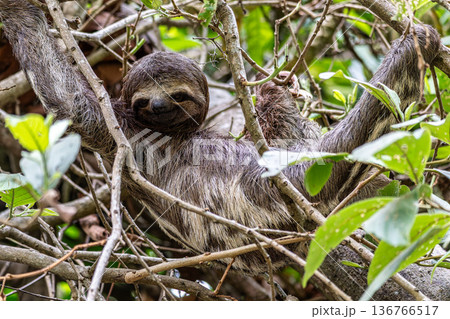 Brown-throated sloth, Bradypus variegatus at the sloth path on the Jari Canal at Alter do Chao, Santarem, Para, Brazil Brown-throated sloth, Bradypus variegatus at the sloth path on the Jari Canal at Alter do Chao, Santarem, Para, Brazil 136766517