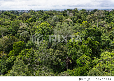 View from the tower of the Musa botanical garden. Manaus, Brazil. Natural beauty, Floresta Amazonica 136766533