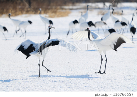 鶴のダンス 136766557