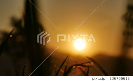 Grass field sunset Beautiful landscape with grasses meadow on sunlight. Countryside heaven amazing field scene grass meadow on sunbeam nature dawn. Sunset dawn landscape vibrant scenery horizontal Grass field sunset Beautiful landscape with grasses meadow on sunlight. Countryside heaven amazing field scene grass meadow on sunbeam nature dawn. Sunset dawn landscape vibrant scenery horizontal 136766618