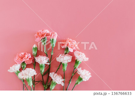 Beautiful pink and white Carnation flowers on a pink pastel background. 136766633