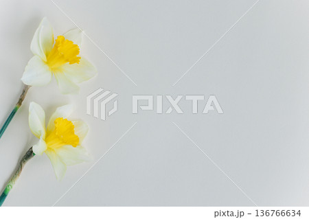 Beautiful flowers of yellow daffodil (narcissus) on a light yellow background. 136766634
