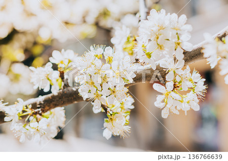 Beautiful branch with white blossom in a spring garden. Spring background. Beautiful branch with white blossom in a spring garden. Spring background. 136766639