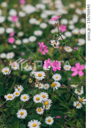 Beautiful white and pink flowers on a spring meadow. Beautiful white and pink flowers on a spring meadow. 136766640