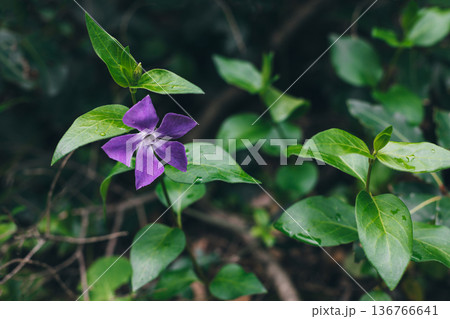 Beautiful purple flower of Periwinkle in a spring forest. Beautiful purple flower of Periwinkle in a spring forest. 136766641