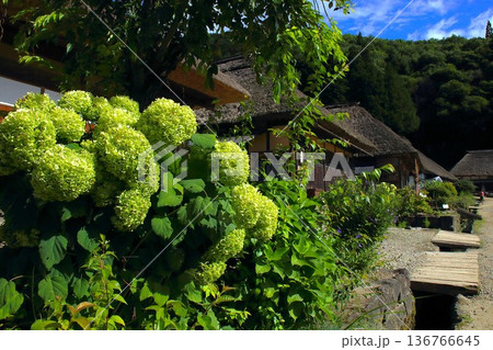【福島県南】大内宿の紫陽花 【福島県南】大内宿の紫陽花 136766645