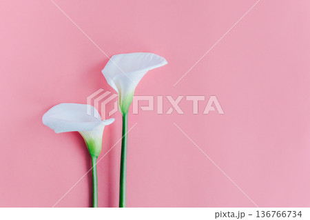 Beautiful white Calla Lilies flowers on a pink pastel background. Beautiful white Calla Lilies flowers on a pink pastel background. 136766734