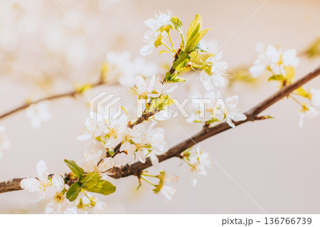 Beautiful branch with white blossom in a spring garden. Beautiful branch with white blossom in a spring garden. 136766739