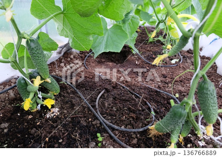 A green house with cucumbers growing A green house with cucumbers growing 136766889