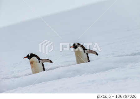 Gentoo colony at Danco Island 136767026