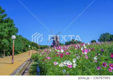 鶴見緑地公園の散歩道に咲き誇る色とりどりのコスモスと風車の絶景 鶴見緑地公園の散歩道に咲き誇る色とりどりのコスモスと風車の絶景 136767065