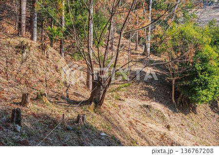国営飛鳥歴史公園祝戸地区の樹林　奈良県 136767208