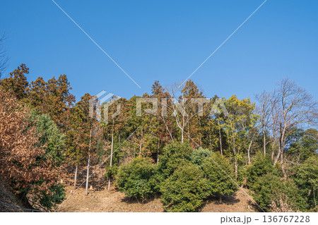 飛鳥歴史公園祝戸地区の山林　奈良県明日香村 136767228
