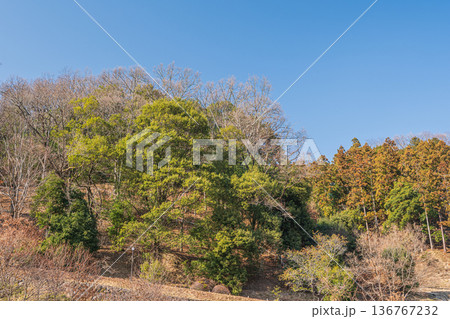 飛鳥歴史公園祝戸地区の山林 奈良県明日香村 飛鳥歴史公園祝戸地区の山林 奈良県明日香村 136767232