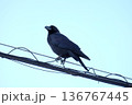 電線の上に乗っているカラス 136767445