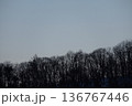 冬の寒空　森 136767446