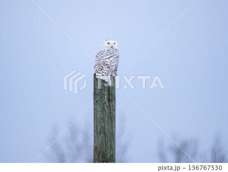 シロフクロウ 136767530