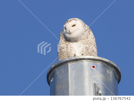 シロフクロウ 136767542