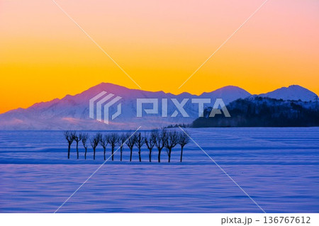 朝焼けの雪原のハサ木・越後三山冬景色夜明け 136767612