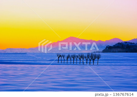 朝焼けの雪原のハサ木・越後三山冬景色夜明け 136767614