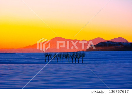 朝焼けの雪原のハサ木・越後三山冬景色夜明け 136767617