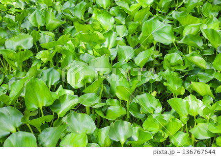 密生する水草 ホテイアオイ 136767644