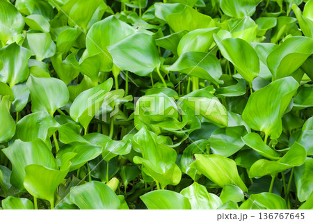 密生する水草 ホテイアオイ 136767645