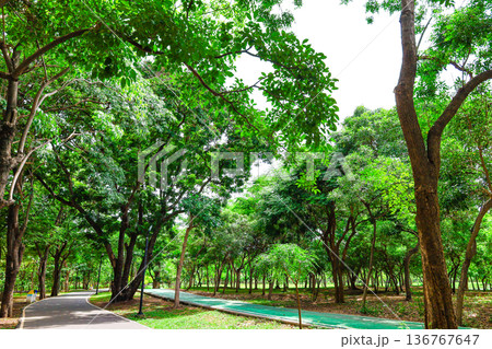 緑の多い公園の風景 136767647
