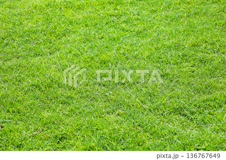 芝生 136767649