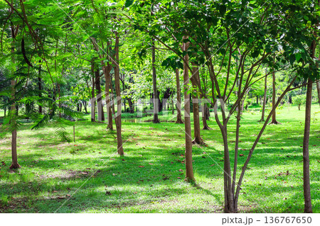 緑の多い林 136767650