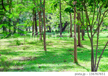 緑の多い林 136767651