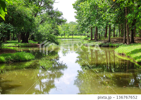 緑あふれる森を流れる川 緑あふれる森を流れる川 136767652