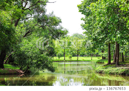 緑あふれる森を流れる川 緑あふれる森を流れる川 136767653