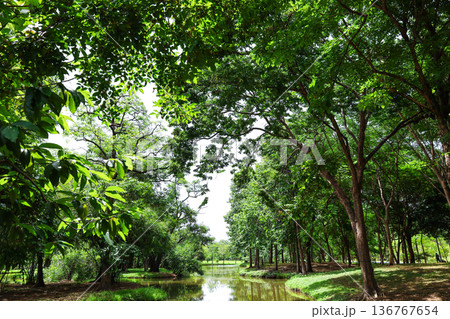 緑あふれる森を流れる川 136767654