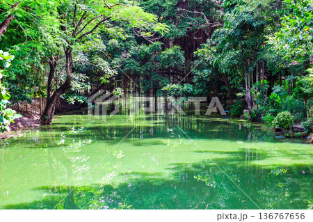 緑あふれる森を流れる川 136767656