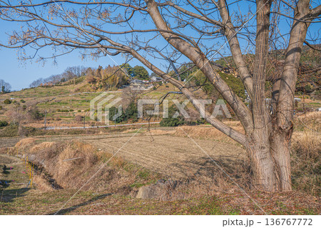 明日香村の景勝地 阪田の棚田 奈良県 明日香村の景勝地 阪田の棚田 奈良県 136767772