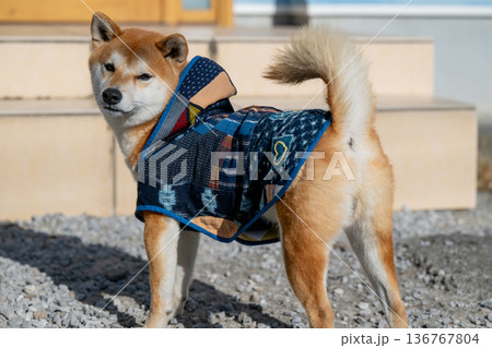 手作りの服を着る柴犬 手作りの服を着る柴犬 136767804