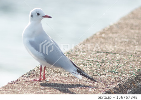 ユリカモメ 136767848