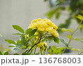 モッコウバラ2025　その1 136768003