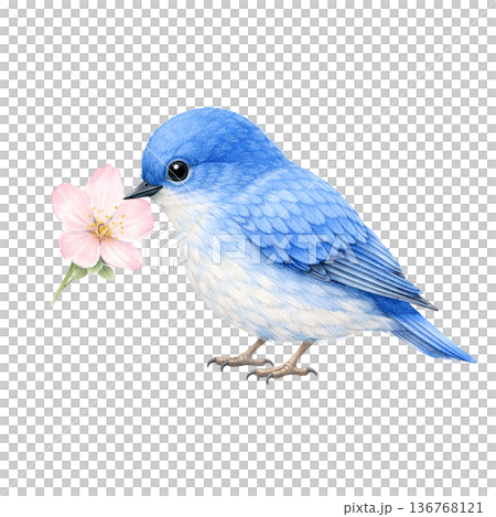 藍鳥花卉春季水彩自然可愛插畫剪輯素材 136768121