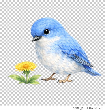 青い小鳥 タンポポ 春 水彩 ナチュラル かわいい イラスト 切り抜き素材 青い小鳥 タンポポ 春 水彩 ナチュラル かわいい イラスト 切り抜き素材 136768125