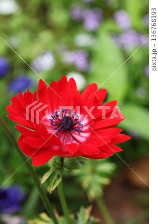 アネモネ アネモネ 136768193