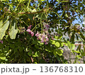 アケビの花　2025 136768310