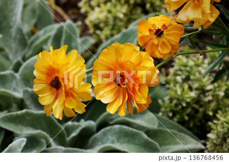 ラナンキュラス 136768456